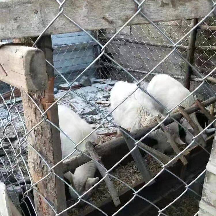 。热镀锌铁丝网围栏网养
