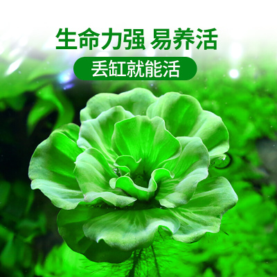 浮萍水草鱼缸古法养鱼植物养龟净化水质水培水芙蓉圆心萍水上烟花