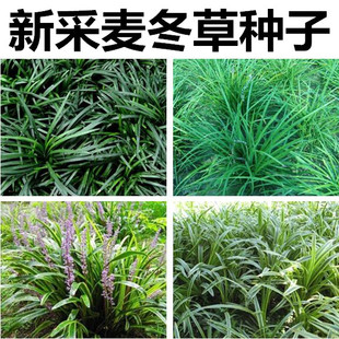 细叶大叶 麦冬草种子 玉龙草 金边麦冬 草籽 日本矮麦冬种子