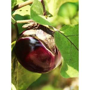 黑龙快圆茄种子紫黑圆茄种子春季四季紫红茄子种阳台庭院蔬菜种子