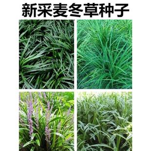 麦冬草种子玉龙草细叶宽叶日本矮麦冬草庭院绿化四季青金边麦冬籽