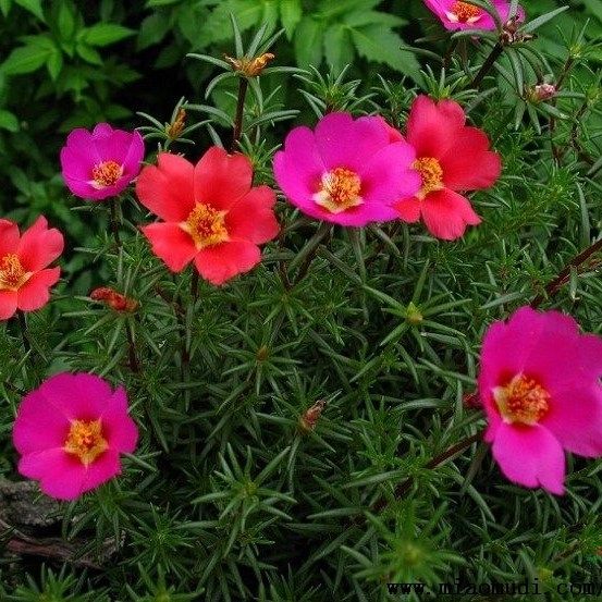 太阳花种子 单瓣混色 阳台盆栽花坛绿植花卉春播花籽,鲜花速递/花卉仿真/绿植园艺,家庭园艺种子,淘宝优惠券,粉丝福利购,淘宝优惠卷