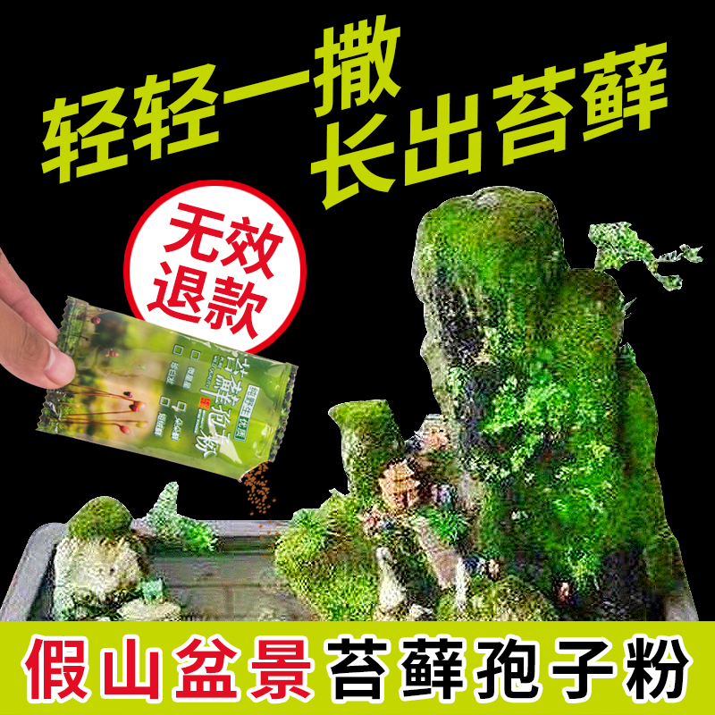 上水石假山吸水石盆景盆栽水陆缸造景鲜活青苔种子孢子粉苔藓种籽