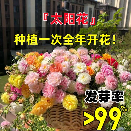 太阳花种孑重瓣四季花种籽野花组合凤仙花室内外庭院易活盆栽种子