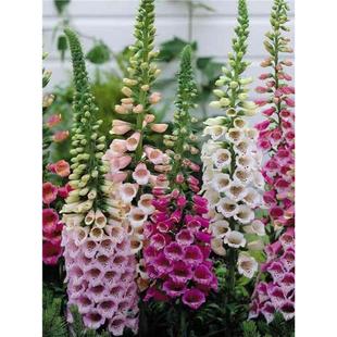 适合春秋天播庭院室外走廊花卉多年开花耐寒毛地黄种子洋地黄花籽