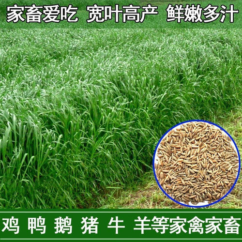 黑麦草种籽子种多年生牧草种子畜牧养殖草种鸡鸭牛羊鱼草种籽四季