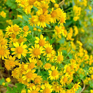 野菊花种子 泡茶小菊花野生山菊花 甘野菊白色黄色多年生菊花子籽