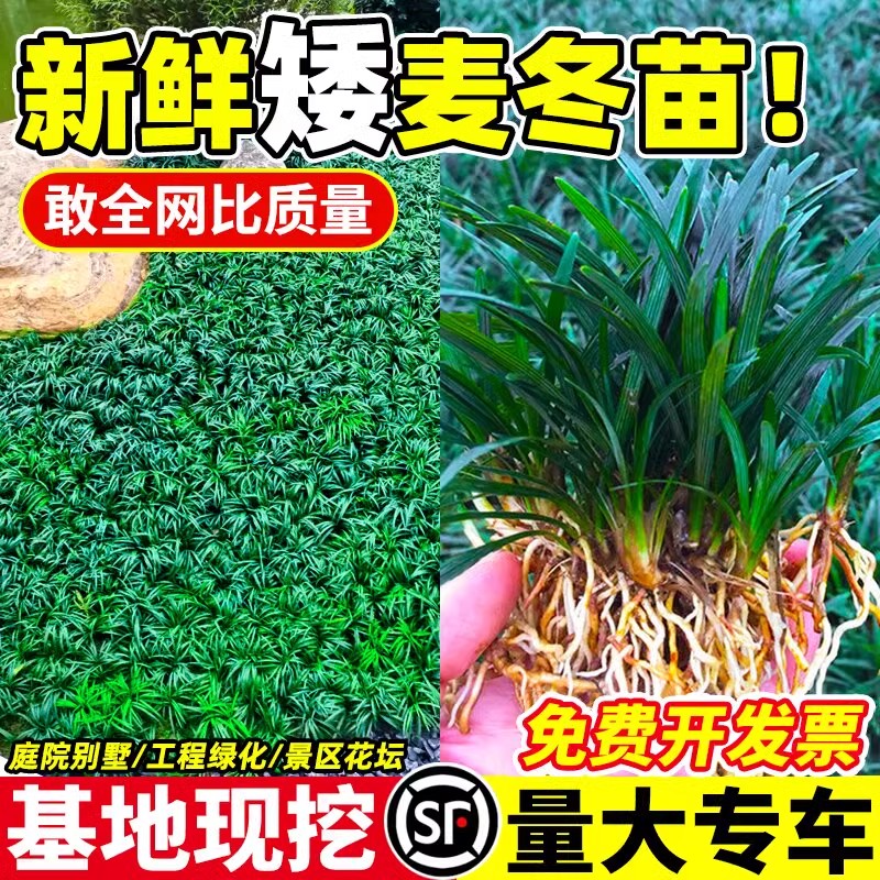 日本矮麦冬草苗耐寒沿阶草苗公园小区园林绿化草坪植物细叶麦冬苗