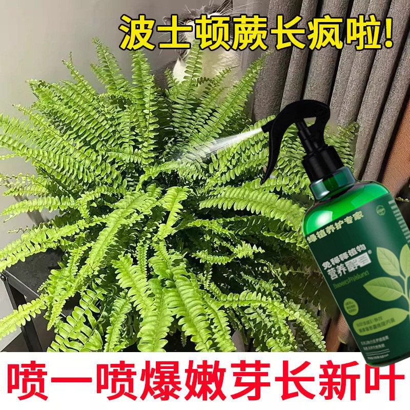 波士顿蕨肥料蕨类可用的肥料营养液有机专巢狼狗尾毛鹿角撅厥植物