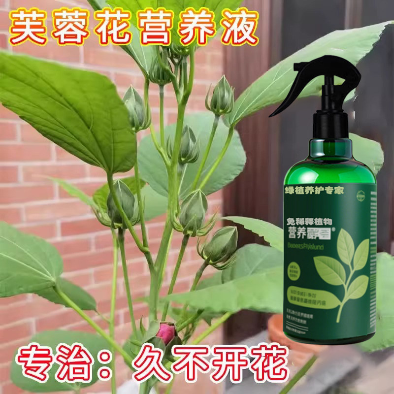 芙蓉花专用肥木莲肥料盆栽营养液有机家庭室内室外客厅华木开花苞