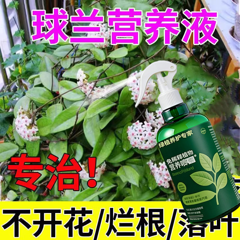 球兰专用营养液壮根花多花大延长花期球兰专用肥球兰免稀释营养液