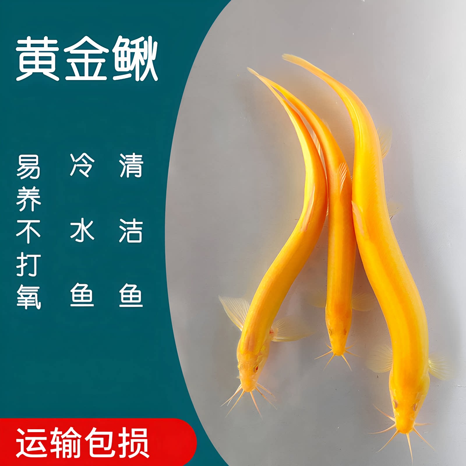 鱼缸观赏黄金鳅小金龙泥鳅鲜活体冷淡水清洁练手鱼苗清道夫好易养