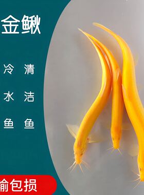 鱼缸观赏黄金鳅小金龙泥鳅活体