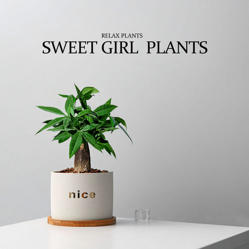 发财树盆栽植物办公室桌面花卉