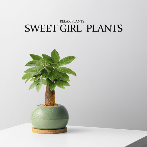 五福发财树盆栽客厅绿植四季常青