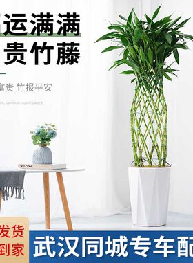 武汉同城富贵竹笼盆栽植物室内办公室客厅招财节节高开业大型绿植