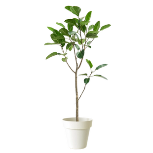 高山榕盆栽榕树绿植室内大型客厅落地老桩四季好养活植物新房家养