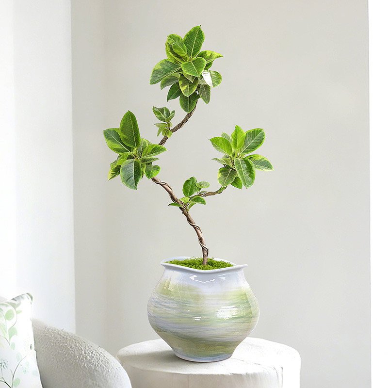 造型黄金榕盆栽室内旺宅除甲醛