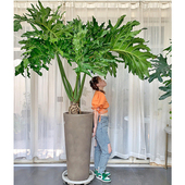 龙鳞春羽老桩室内大型植物春羽盆栽客厅绿植落地景观造景庭院户外