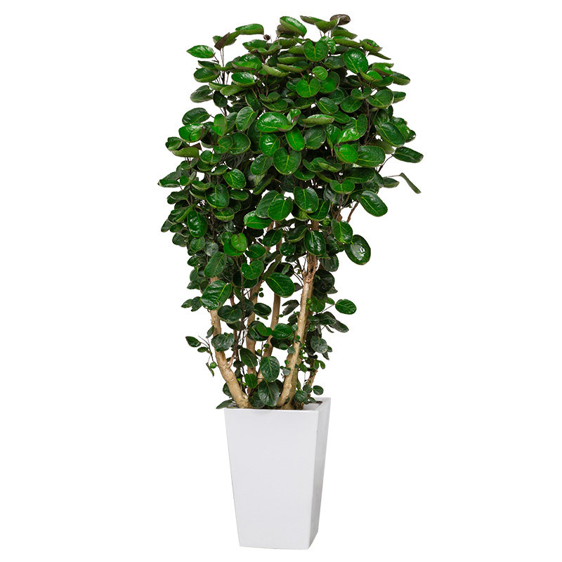 金钱树金钱兜大盆栽室内客厅福禄桐植物除甲醛盆景圆叶钱多多盆栽