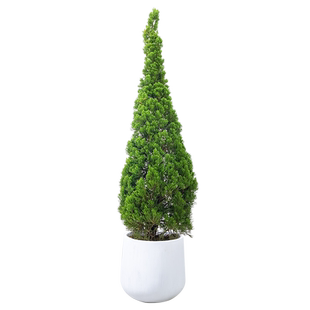 松柏盆栽圣诞树真树室内客厅大型绿植塔松龙柏香松大植物扁柏松树