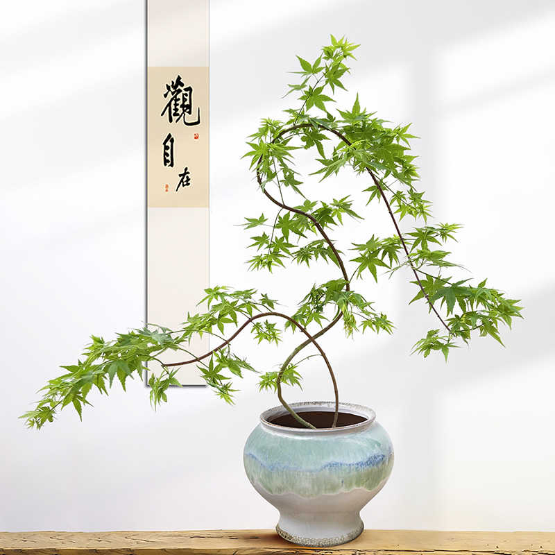 黄金流泉枫盆栽绿植[可拍照选货]