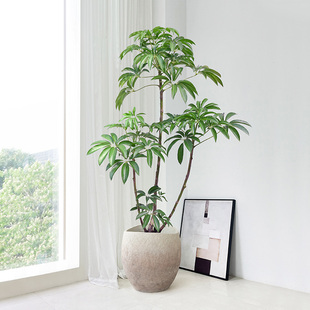 日本保罗大叶伞盆栽室内客厅绿植大型植物落地造型四季好养办公室