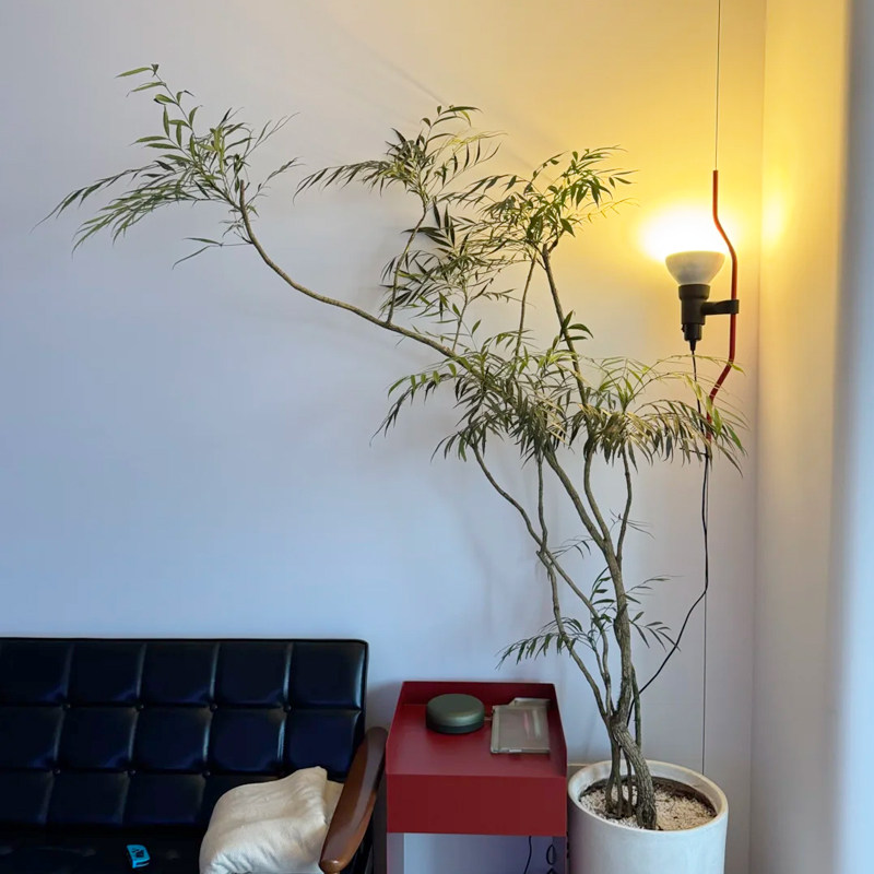 十大功劳盆栽大型室内绿植落地新中式禅意植物客厅旺宅茶室书房真