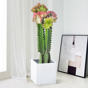 玉麒麟仙人掌盆栽植物室内客厅绿植多肉仙人柱耐寒懒人造景庭院