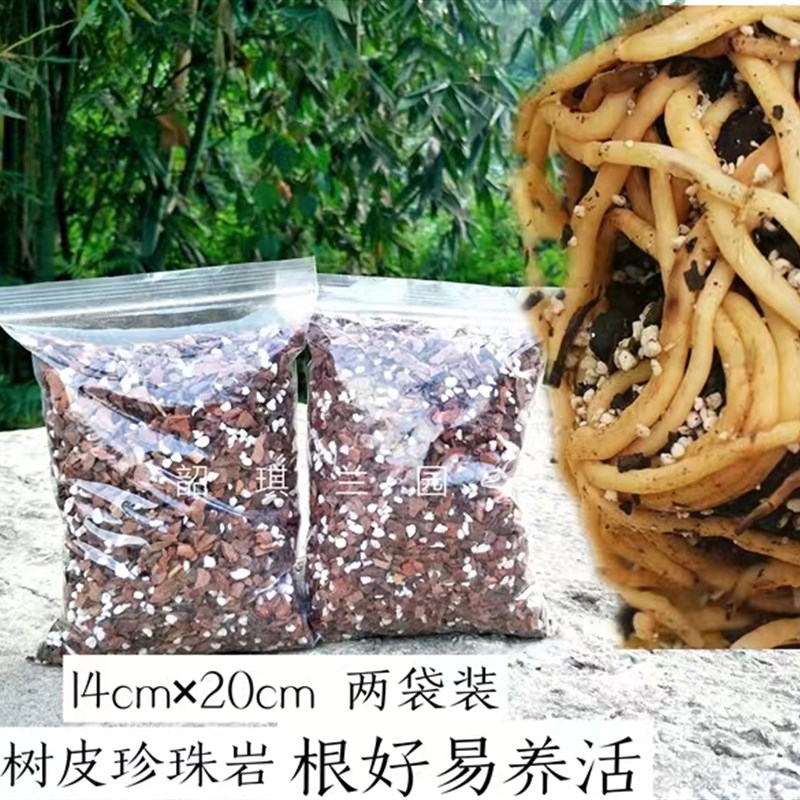 建兰大国魂墨宝兰花赤诚贵妃醉酒暮山紫名贵兰花室内客厅阳台花卉