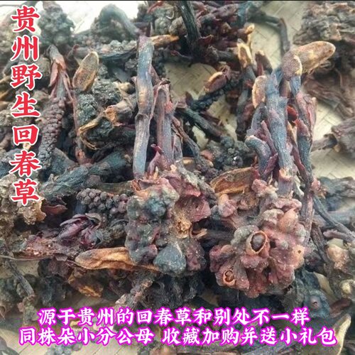 一见起回春草起阳草不老草贵州省正宗回春草泡茶正宗500g包邮