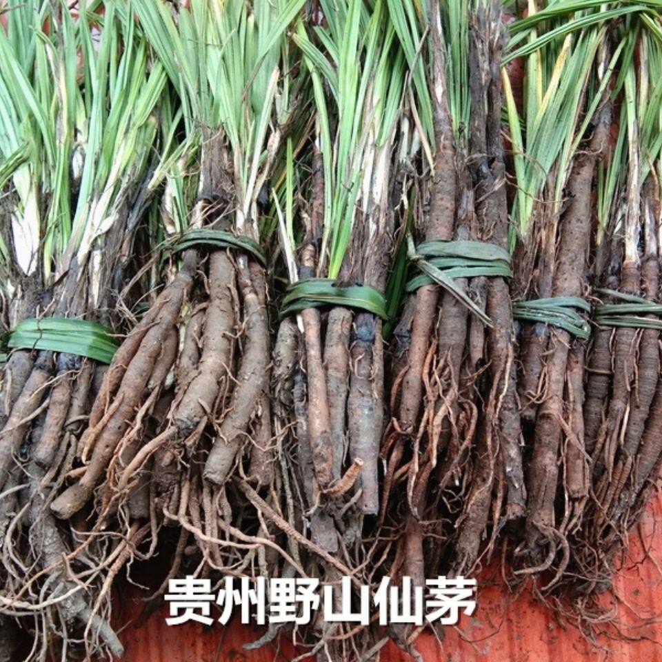 仙茅中草药材包邮贵州地棕独茅先矛独脚先毛仙毛仙矛新鲜