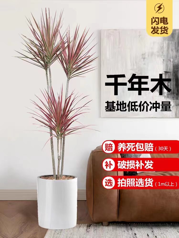 七彩铁千年木盆栽室内大型网红绿植物三色龙血树老桩北欧风马尾铁