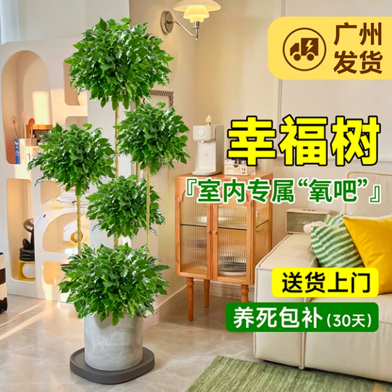 大型多层幸福树客厅盆栽室内旺宅绿植乔迁送礼净化空气绿宝树植物
