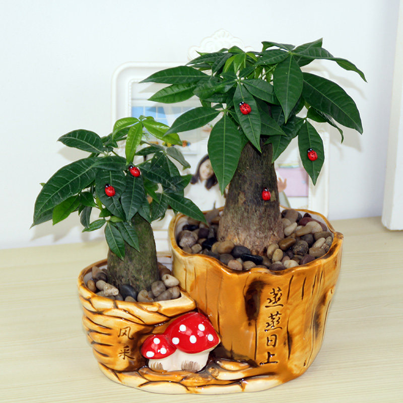 绿植盆栽小发财树办公室内招财树盆景净化空气花卉植物花苗