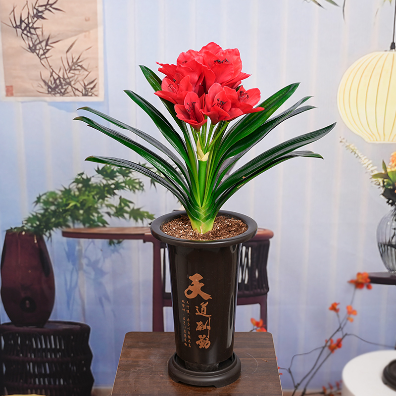 【精品红将军 】君子兰带盆带土花卉室内易活绿植四季常青好养活