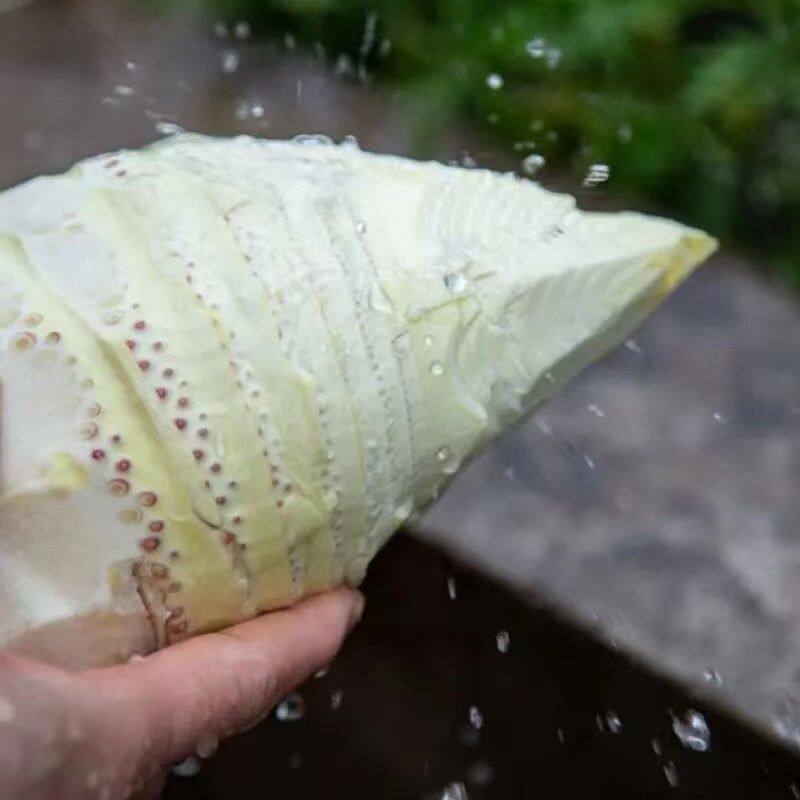 四川现挖新鲜带壳野生竹笋蔬菜新鲜蔬菜春笋毛竹笋楠竹笋高山春笋