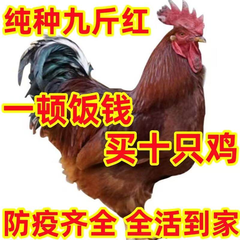 一斤半斤活体鸡苗高产蛋鸡麻羽绿壳蛋鸡脱温鸡苗绿壳蛋鸡小苗宠物