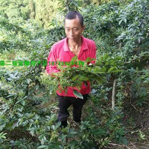 野生花椒苗价格 野生花椒苗图片 星期三 野生花椒苗价格 野生花椒苗图片 星期三