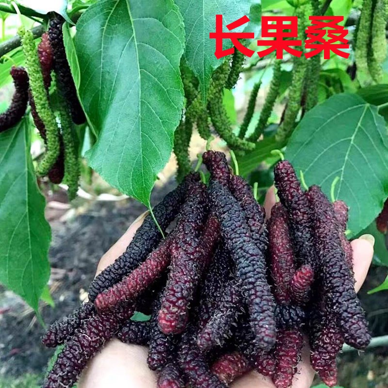 桑葚树苗十大果桑台湾长果桑嫁接果树苗当年结果南北方种植包邮