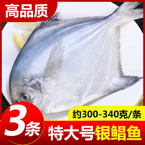 鲳鱼新鲜冷冻银鲳鱼特大号鲜活白鲳鱼海鱼平鱼非金昌鱼海鲜水产