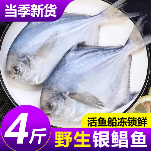 鲳鱼新鲜冷冻银鲳鱼鲜活海鲜水产海捕平鱼白鲳鱼特大非金昌鱼