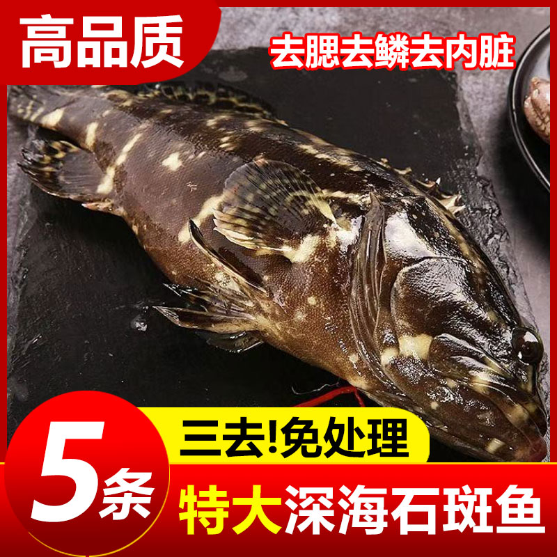 石斑鱼鲜活鱼冷冻老虎斑龙胆珍珠龙趸石斑鱼新鲜野生海鱼海鲜水产