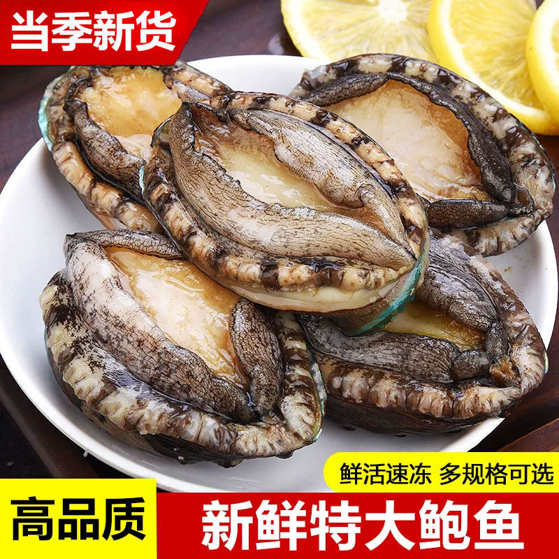 鲍鱼新鲜冷冻超大生鲜海鲜水产特大加热即食小鲍鱼捞汁饭批发商用