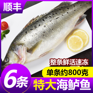 海鲈鱼新鲜冷冻海鱼鲜活深海鱼七星鱼海鲜水产海产品冰鱼卢鱼批发
