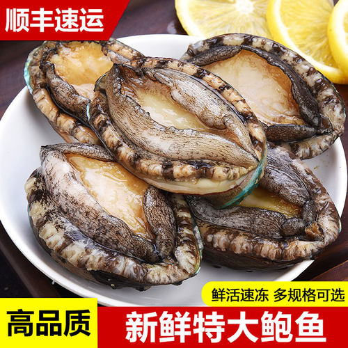 新鲜速冻大鲍鱼超大生鲜