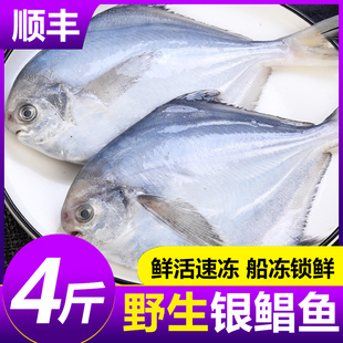 鲳鱼新鲜冷冻银鲳鱼鲜活海鲜水产海捕平鱼白鲳鱼特大非金昌鱼