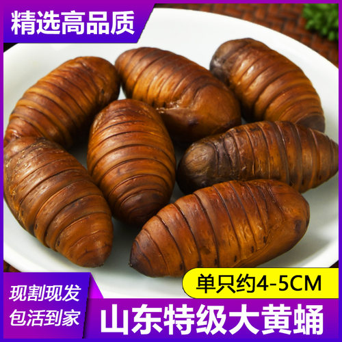 2024山东特产柞蚕蛹大黄蛹