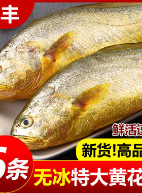 大黄花鱼新鲜冷冻生鲜小黄花鱼宁德深海鱼黄鱼鲞海鲜鱼类整箱商用