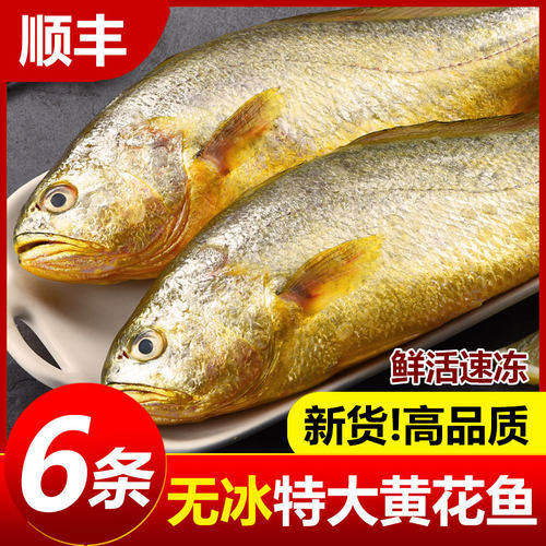 深海大黄鱼5条装新鲜鲜活顺丰